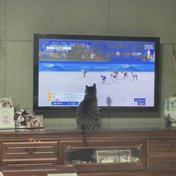 감주🐶🐈 post 2