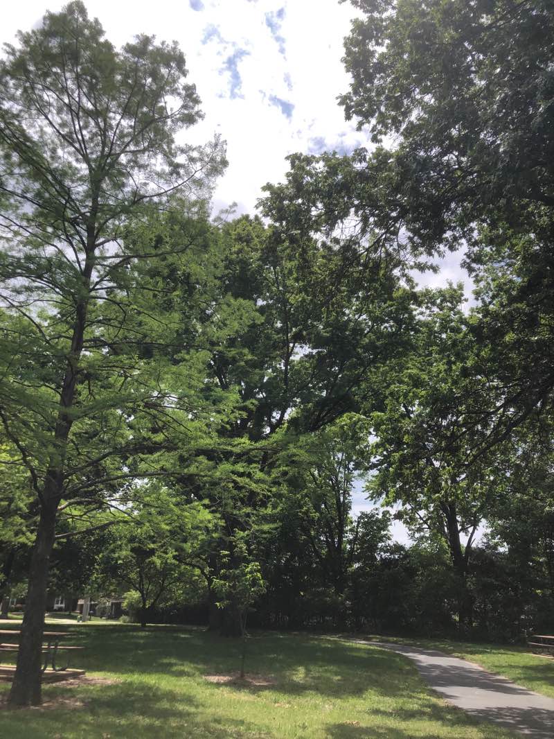 walking near me in New Ballwin Park in spring
