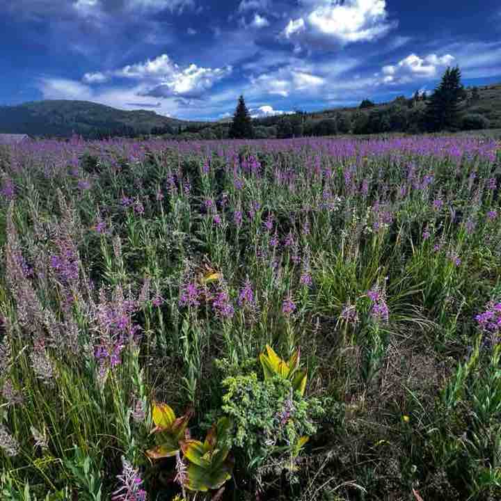 Радослава post 1