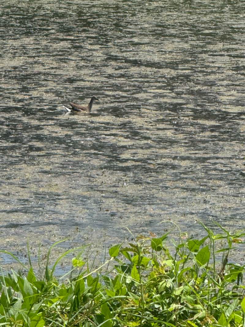 walking near me in Lake Vista Park (historical) in summer