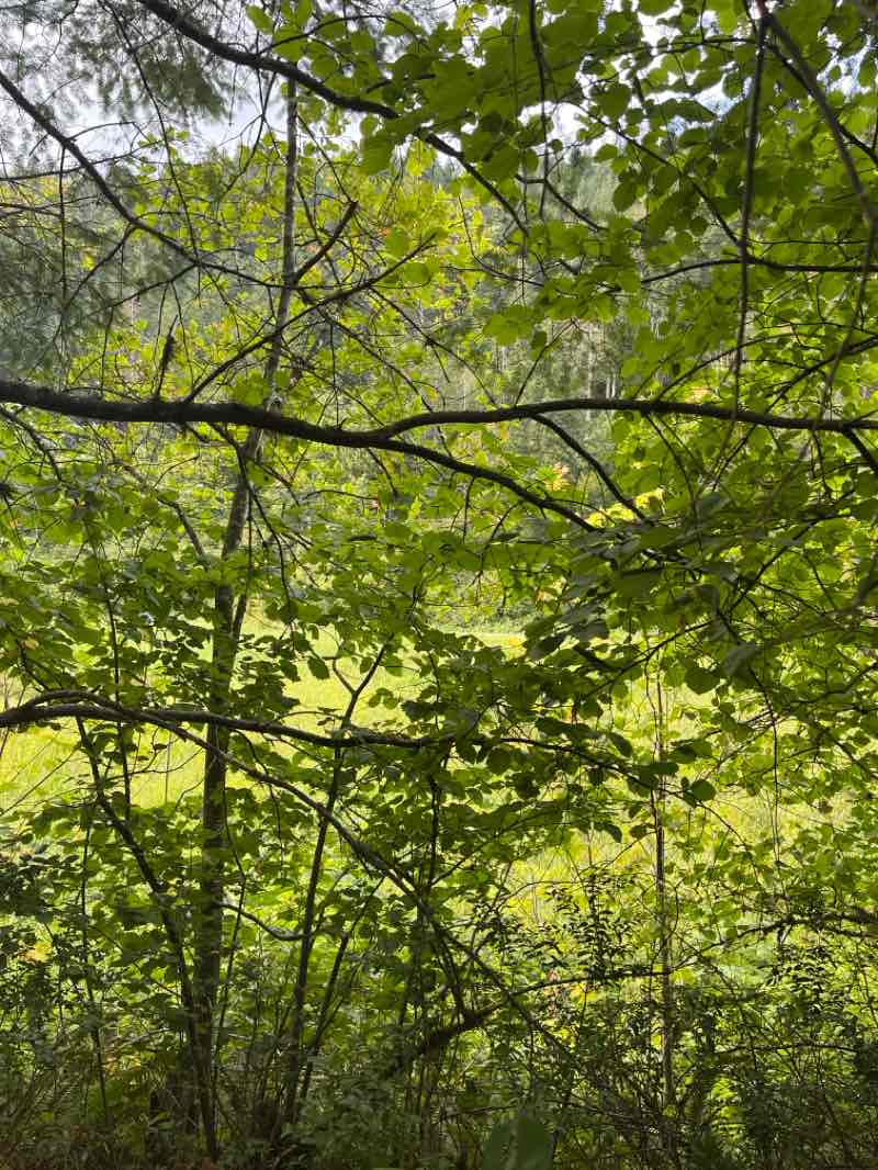 walking near me in Thacker Regional Park in summer