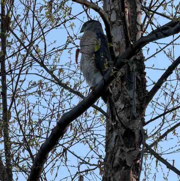 WV Freedom Michael post image