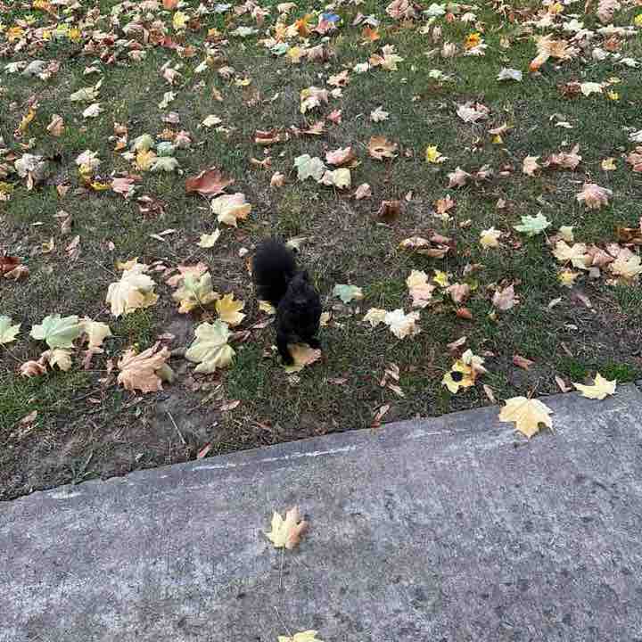 Aicha🇲🇦🇨🇦❤️ post 1