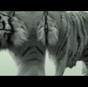 🐯🐾Paser11hodok🐾 post 1