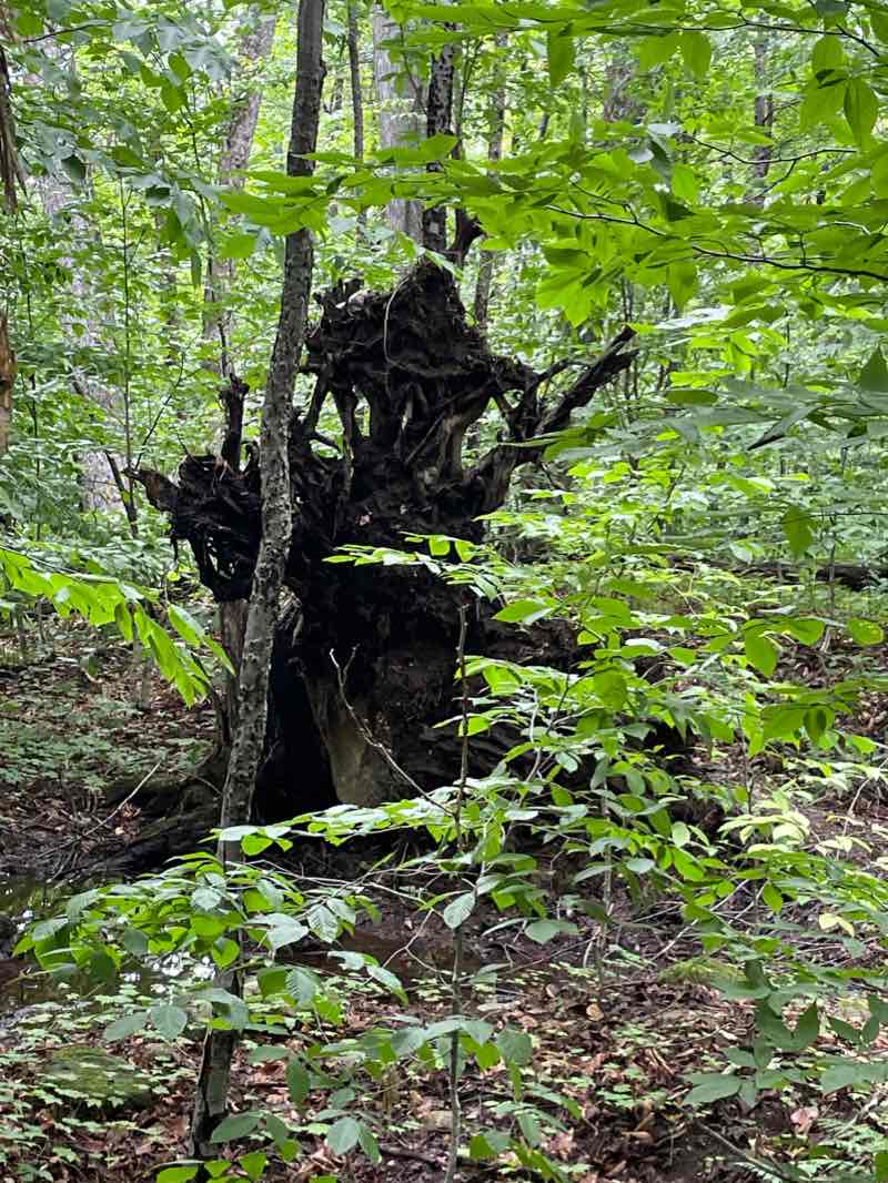 walking near me in Parc national du Mont-Orford in winter