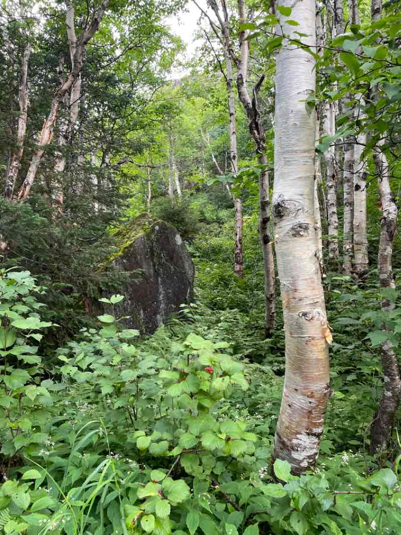 walking near me in Parc national des Monts-Valin in winter