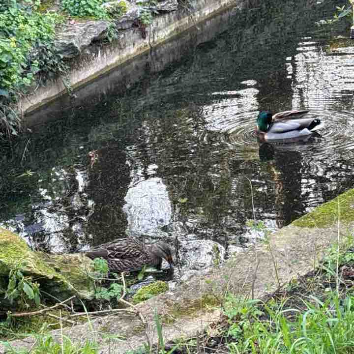 Khurshid Khan post 1