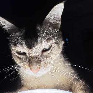 ct no barrier profile