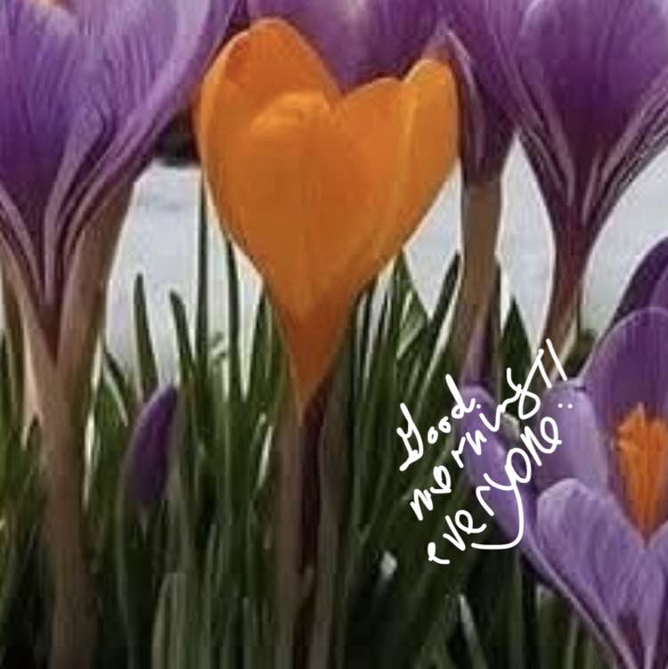 GamecockRPh (GC) post 1