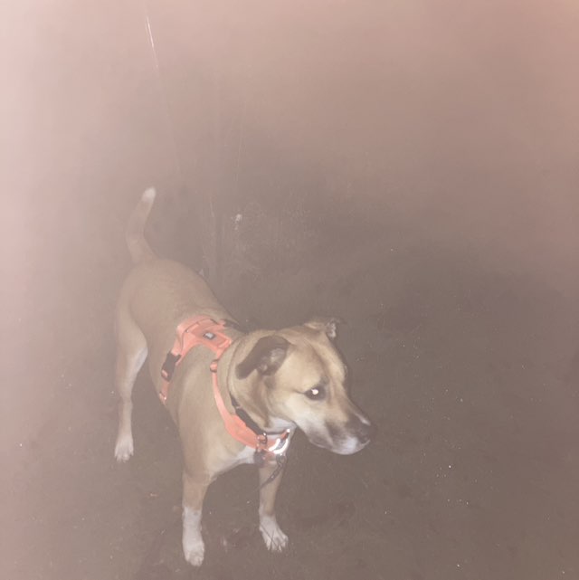 PacerGal_1981 post 1