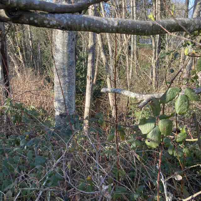 PacerGal_1981 post 1