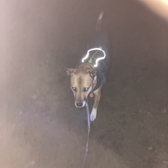 PacerGal_1981 post 1