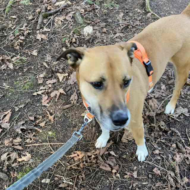 PacerGal_1981 post 1