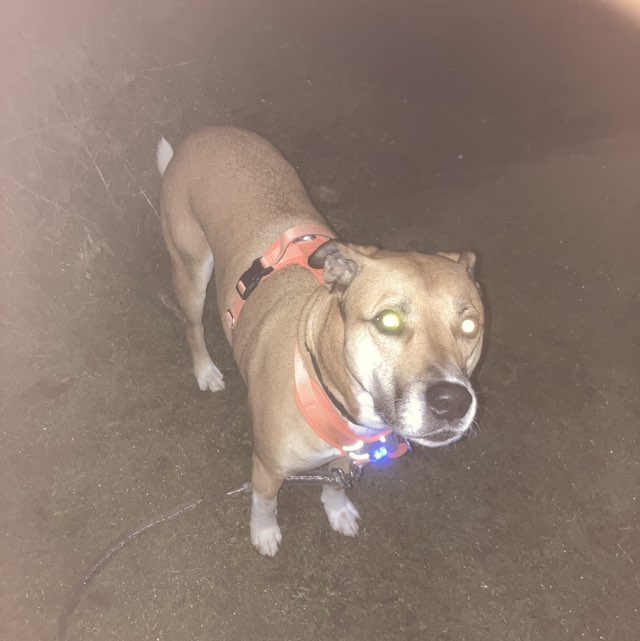 PacerGal_1981 post 1