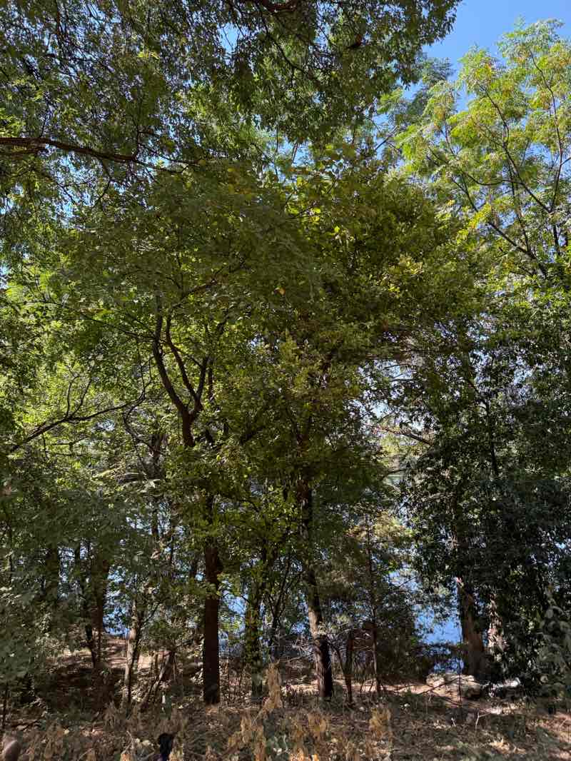 walking near me in Waller Beach at Town Lake Metropolitan Park in autumn