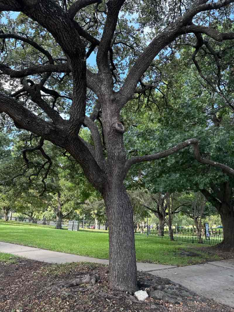 walking near me in Capitol Square in autumn