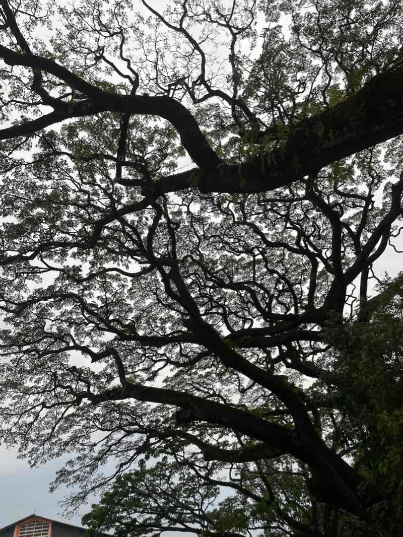 walking near me in Taman Saparua in summer