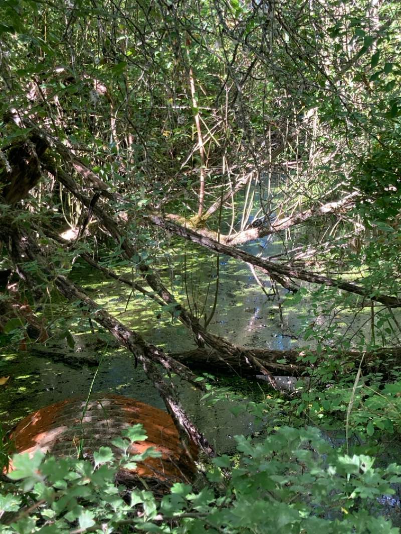 walking near me in Rithet's Bog Conservation Area in autumn