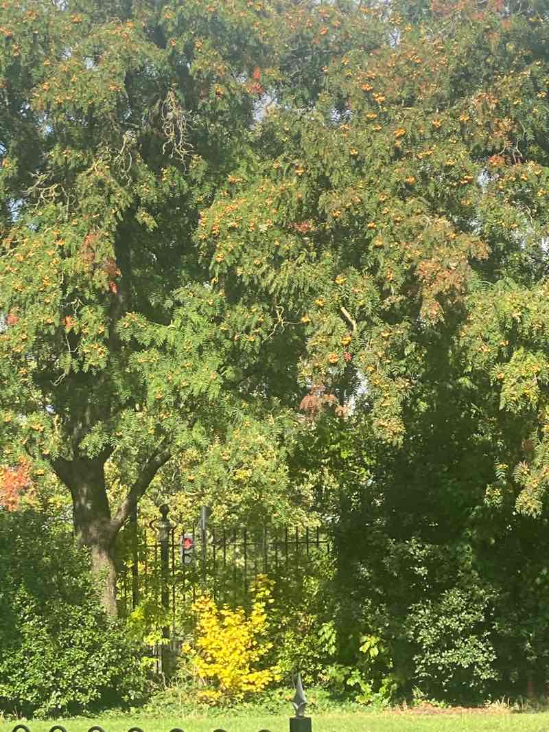 walking near me in Tooting Bec Common in autumn
