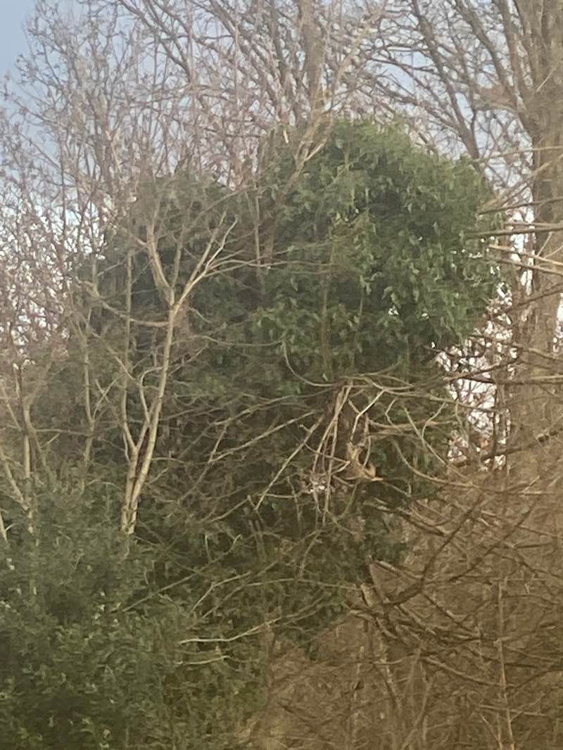 walking near me in Tooting Bec Common in winter