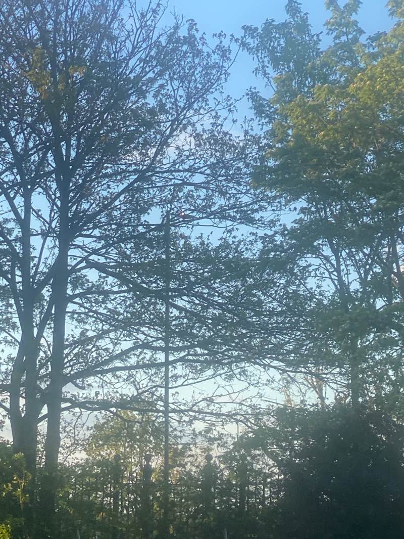 walking near me in Tooting Bec Common in spring
