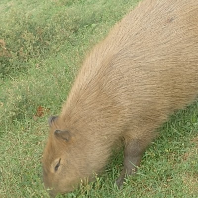 Monster Maniacs Anthony post image