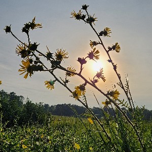 🌞🌻🌞CM🌞🌻🌞 profile