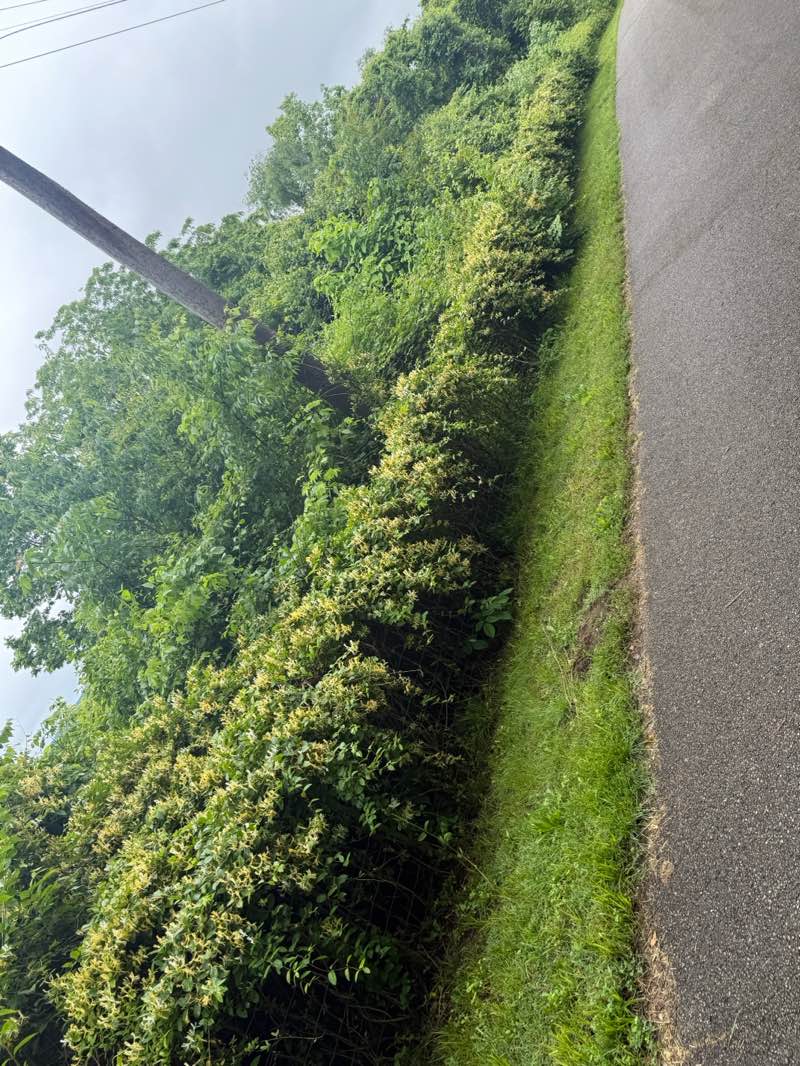 walking near me in Yoctangee Park in spring