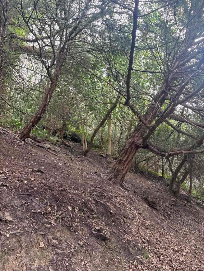 walking near me in Jesmond Dene in spring