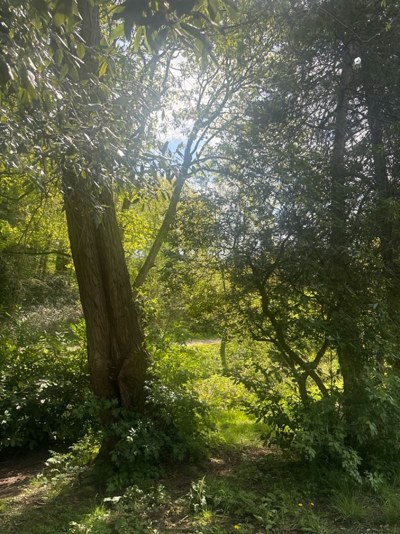 walking near me in Richardson Dees in spring