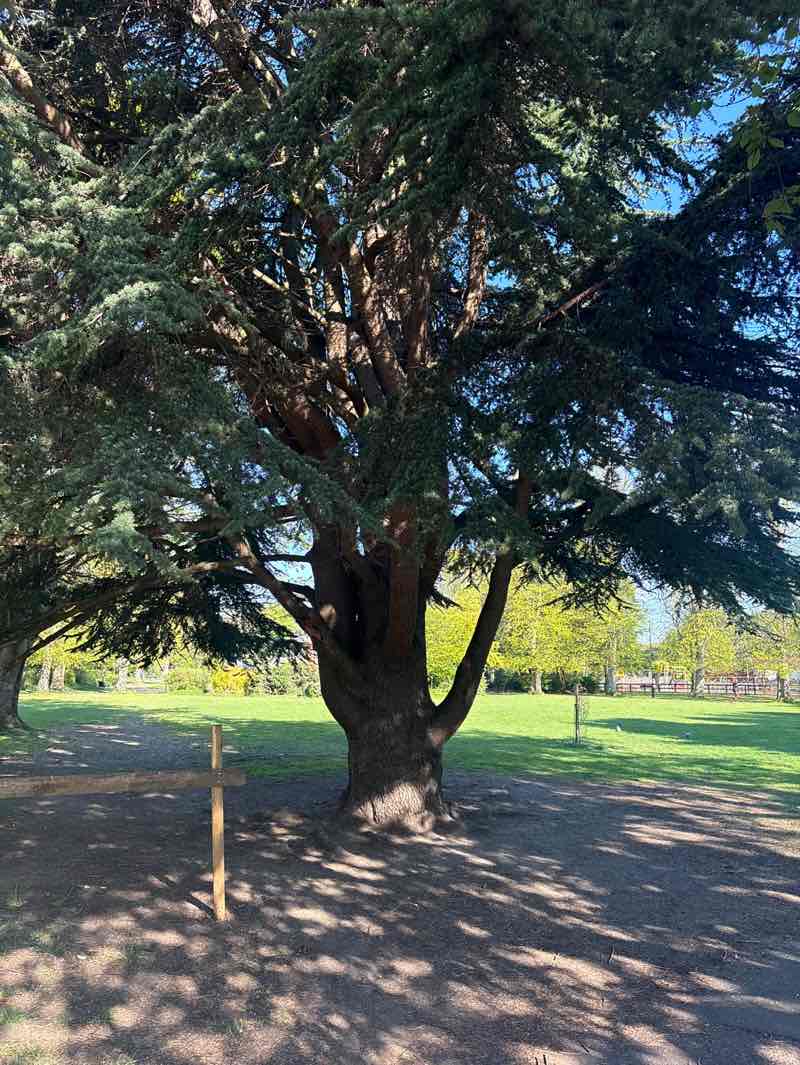 walking near me in Gosforth Central Park in spring