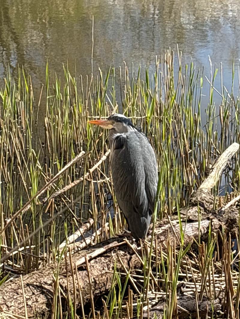 walking near me in Exhibition Park in spring