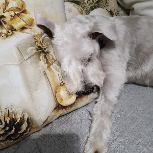 Beata profile