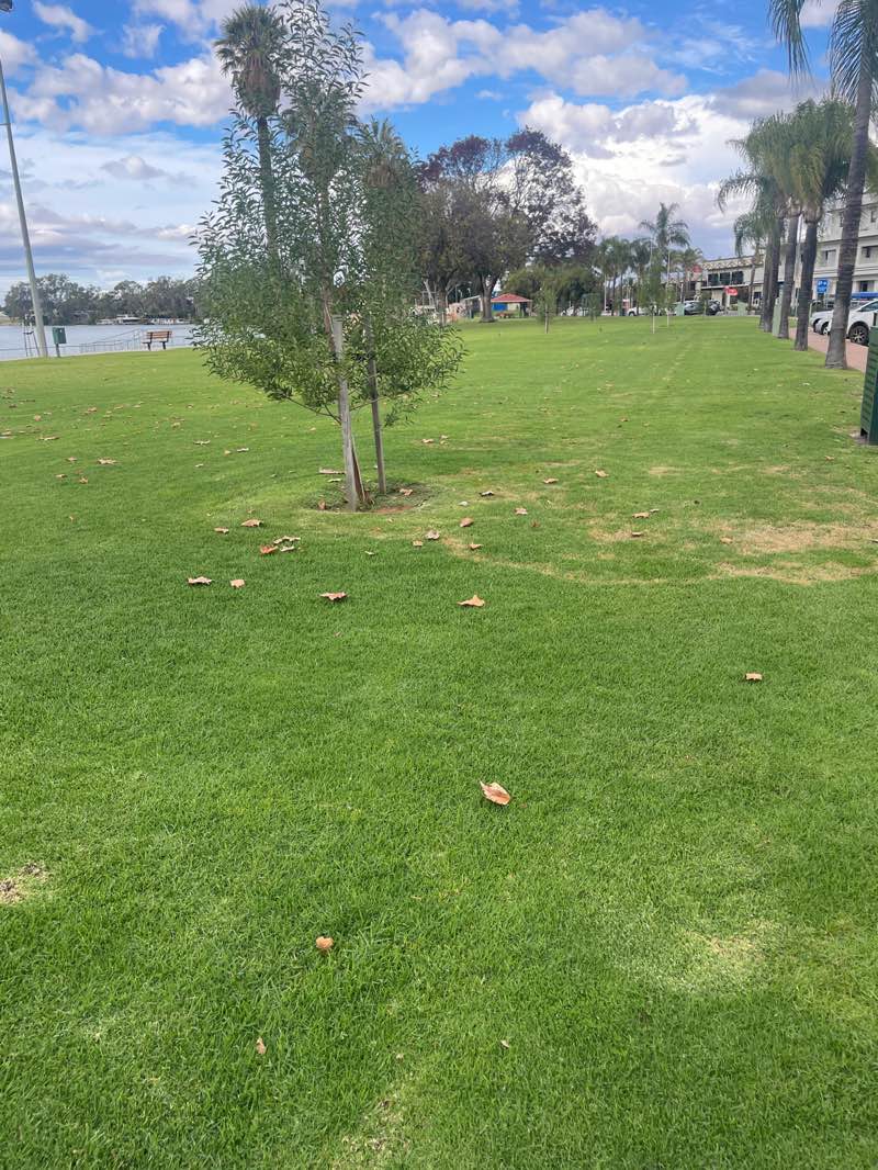 walking near me in Renmark Riverside Park in winter