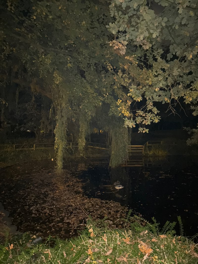 walking near me in Stadtpark in autumn