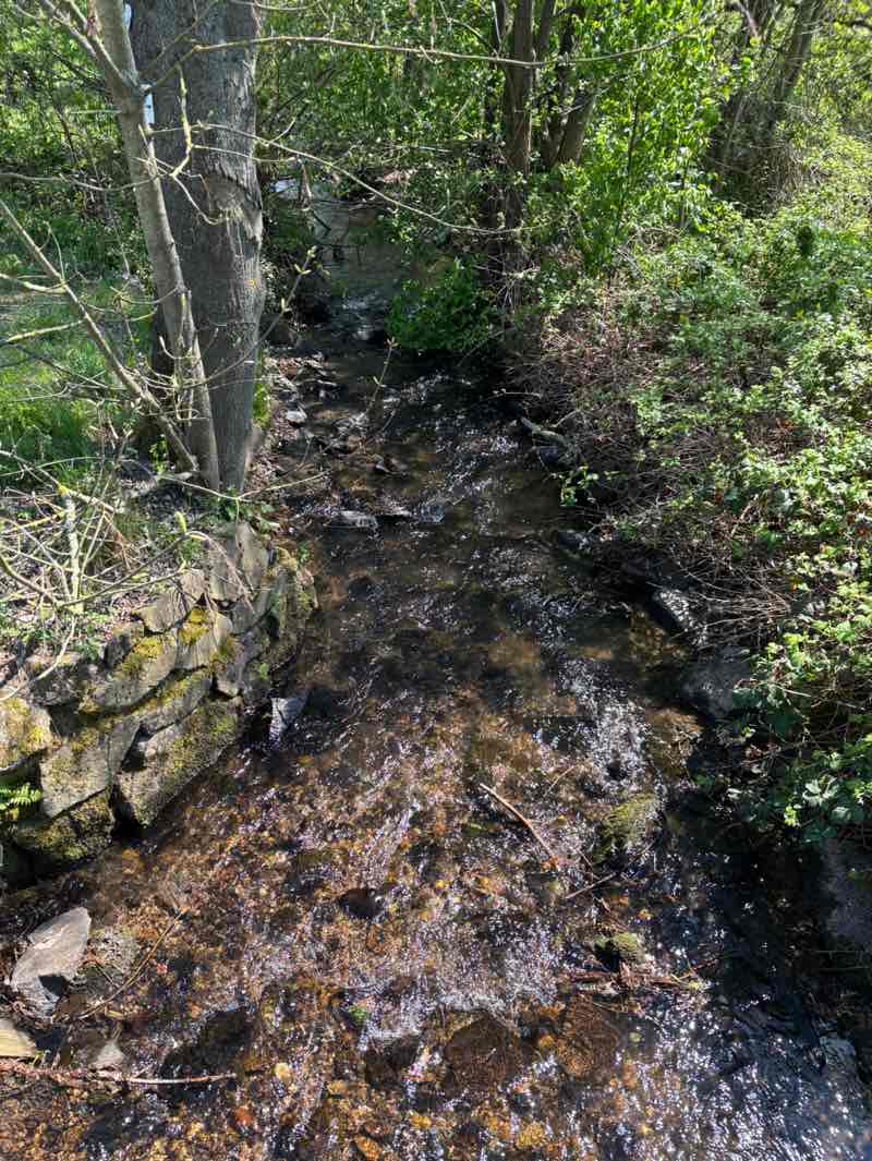 walking near me in Rushmoor-Park in spring