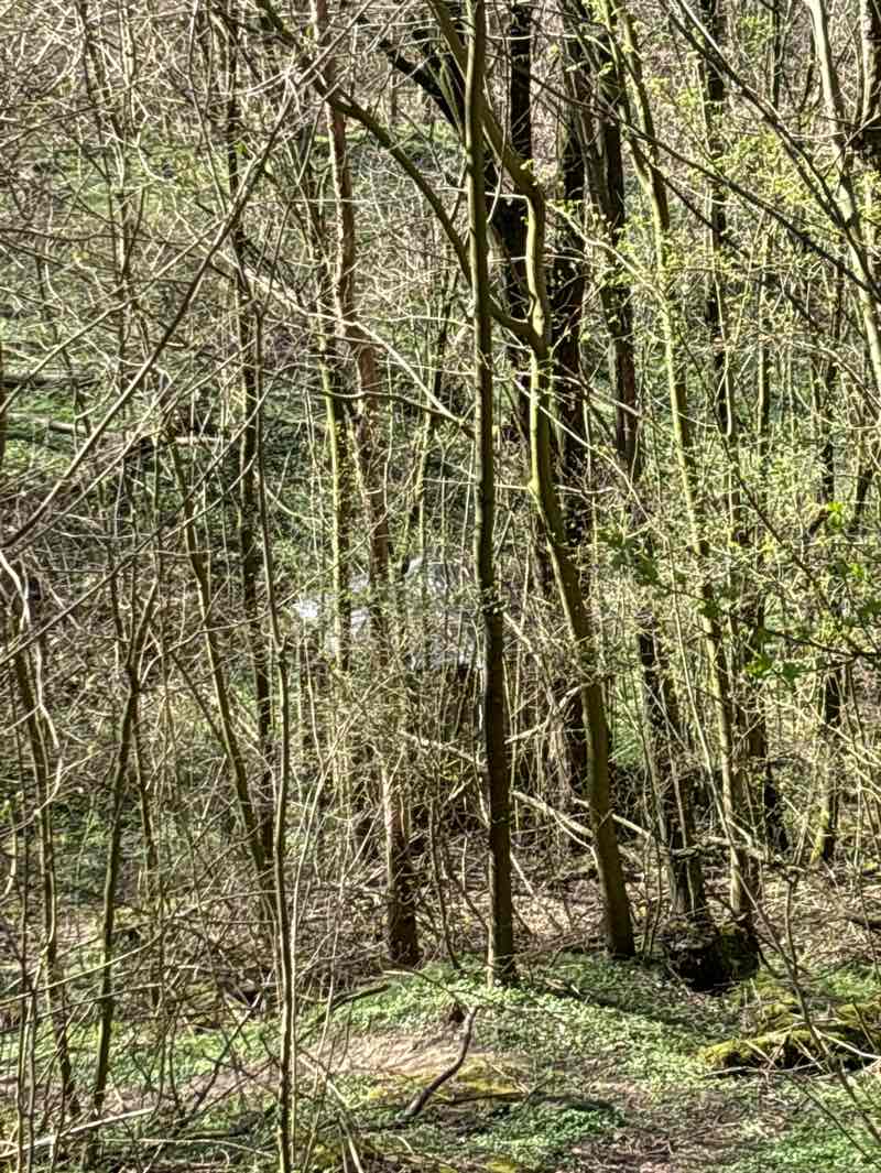 walking near me in Freilandlabor in spring