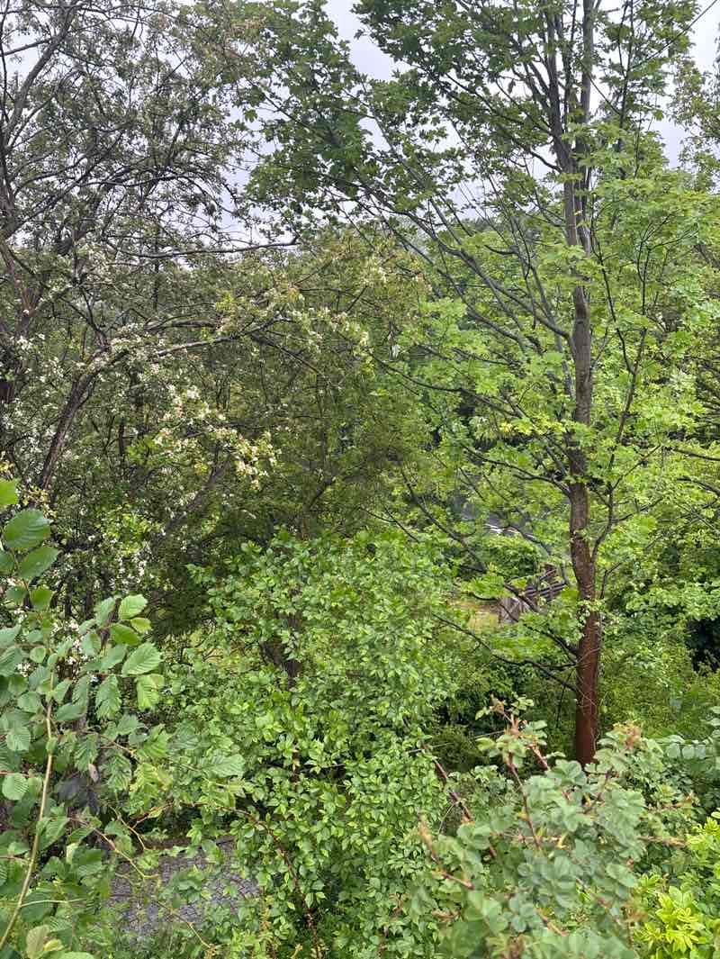 walking near me in Margarethenpark in spring