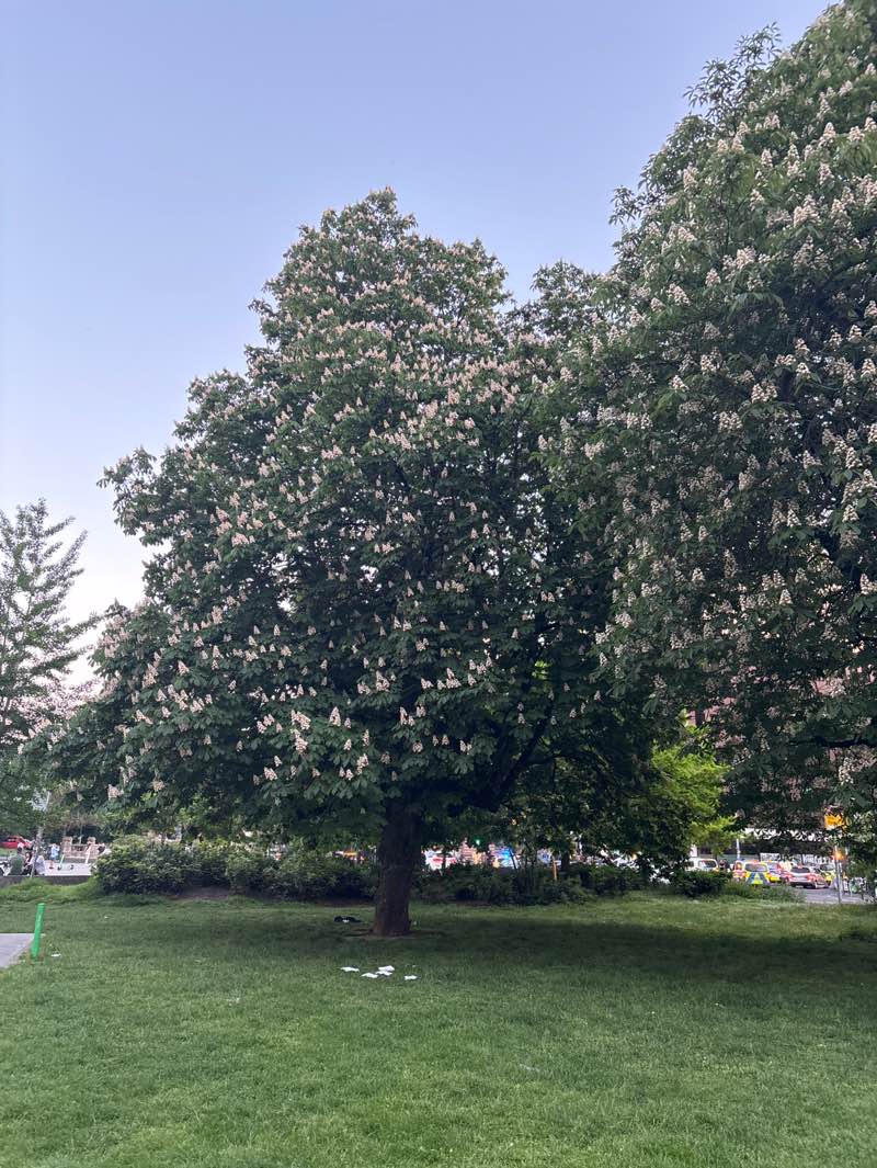 walking near me in Gallusanlage in spring