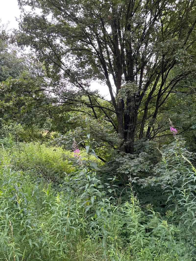 walking near me in Carlisle Park in autumn