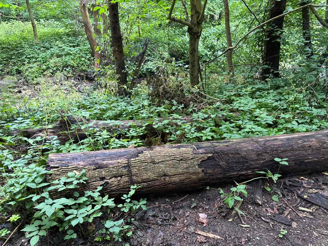 walking near me in Volkspark in autumn