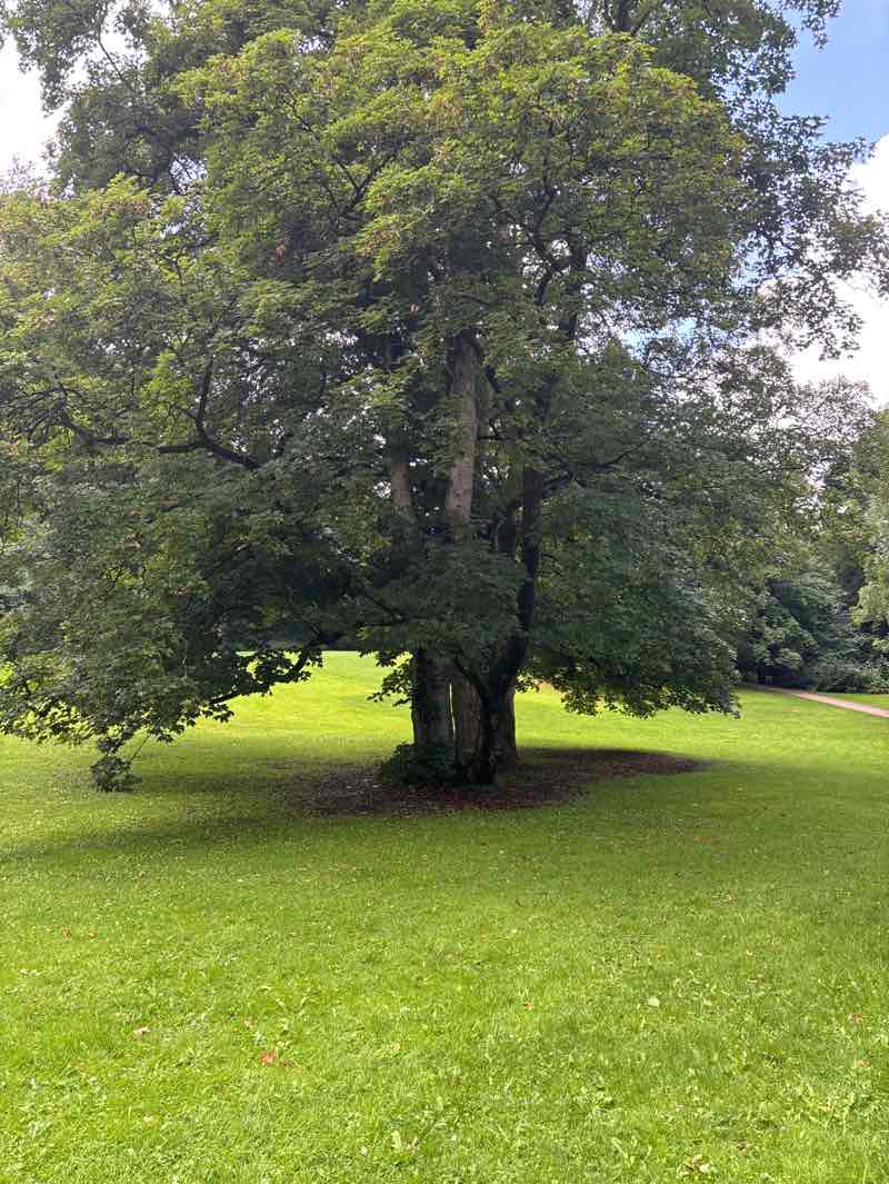 walking near me in Christiansenpark in autumn