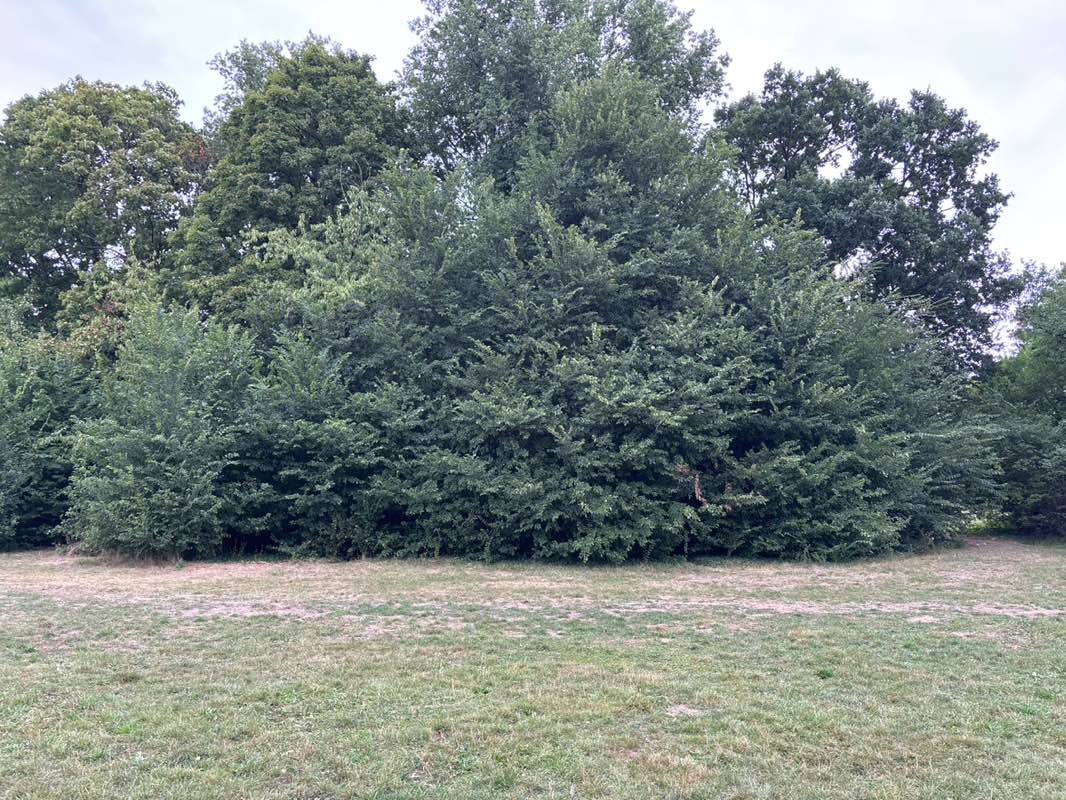 walking near me in Grüneburgpark in autumn