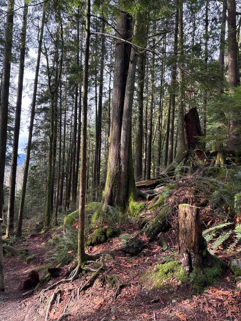 walking near me in Cascade Falls Regional Park in winter