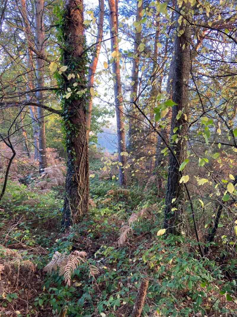 walking near me in Ford Lane Recreation Ground in winter