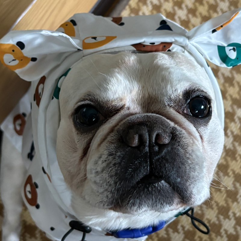 ヒロコ🚶‍♀️🚶‍♀️🐕