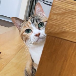 きくゆり profile