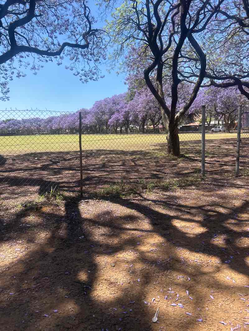 walking near me in Cronje Park in spring