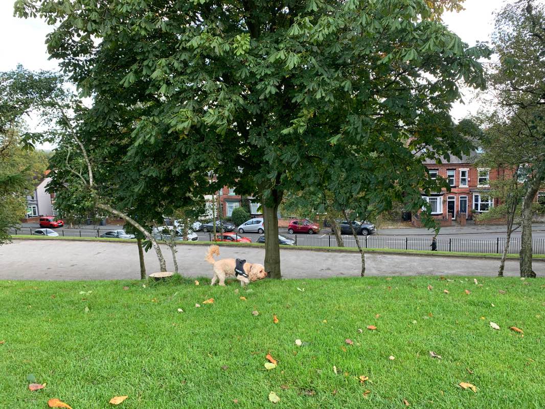 walking near me in Brunswick Park in winter
