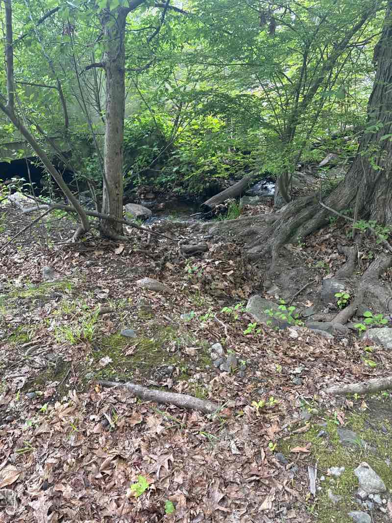 walking near me in Battle Road Woodland Area in spring